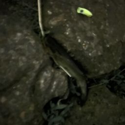ブラックバス