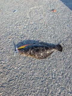 ソゲの釣果