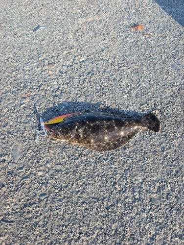ソゲの釣果