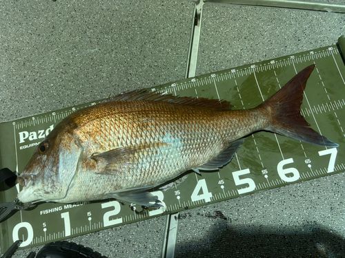 マダイの釣果