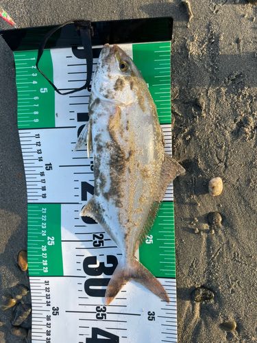 ショゴの釣果