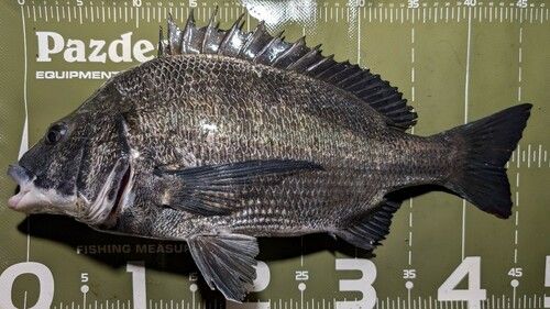 クロダイの釣果