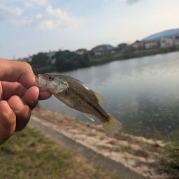 ブラックバス