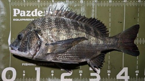 クロダイの釣果