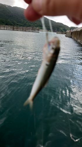 コハダの釣果