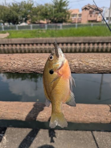 ブルーギルの釣果