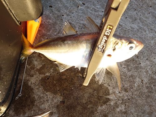 マアジの釣果