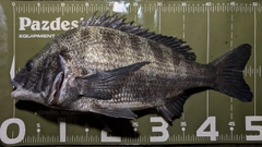 クロダイの釣果