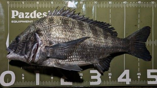 クロダイの釣果