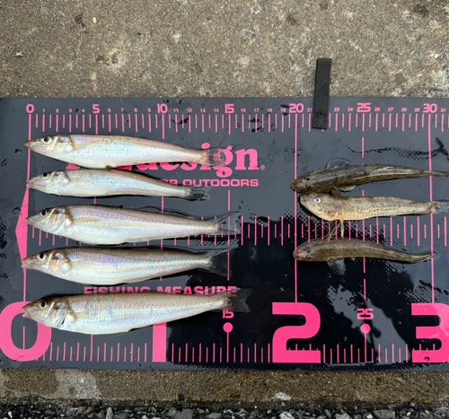 シロギスの釣果
