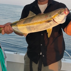 ヒラマサの釣果