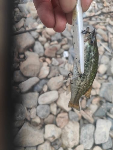 ブラックバスの釣果