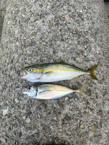 ツバスの釣果