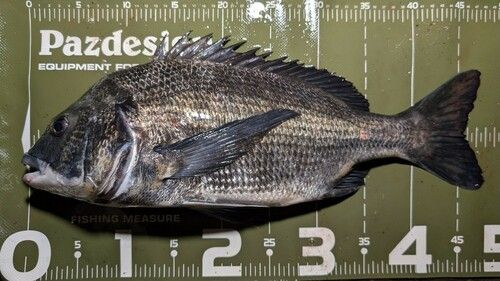 クロダイの釣果