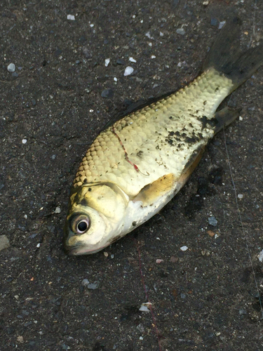 フナの釣果