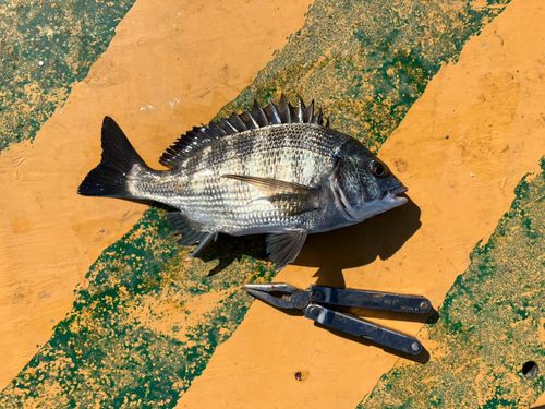 クロダイの釣果