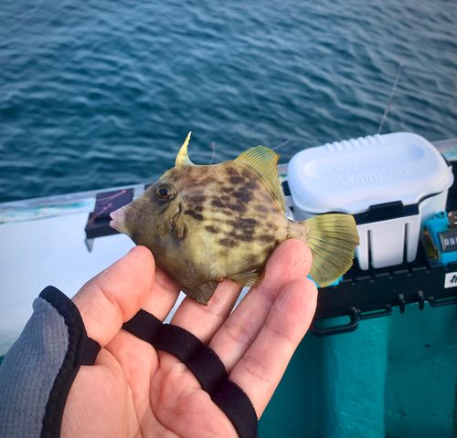 カワハギの釣果