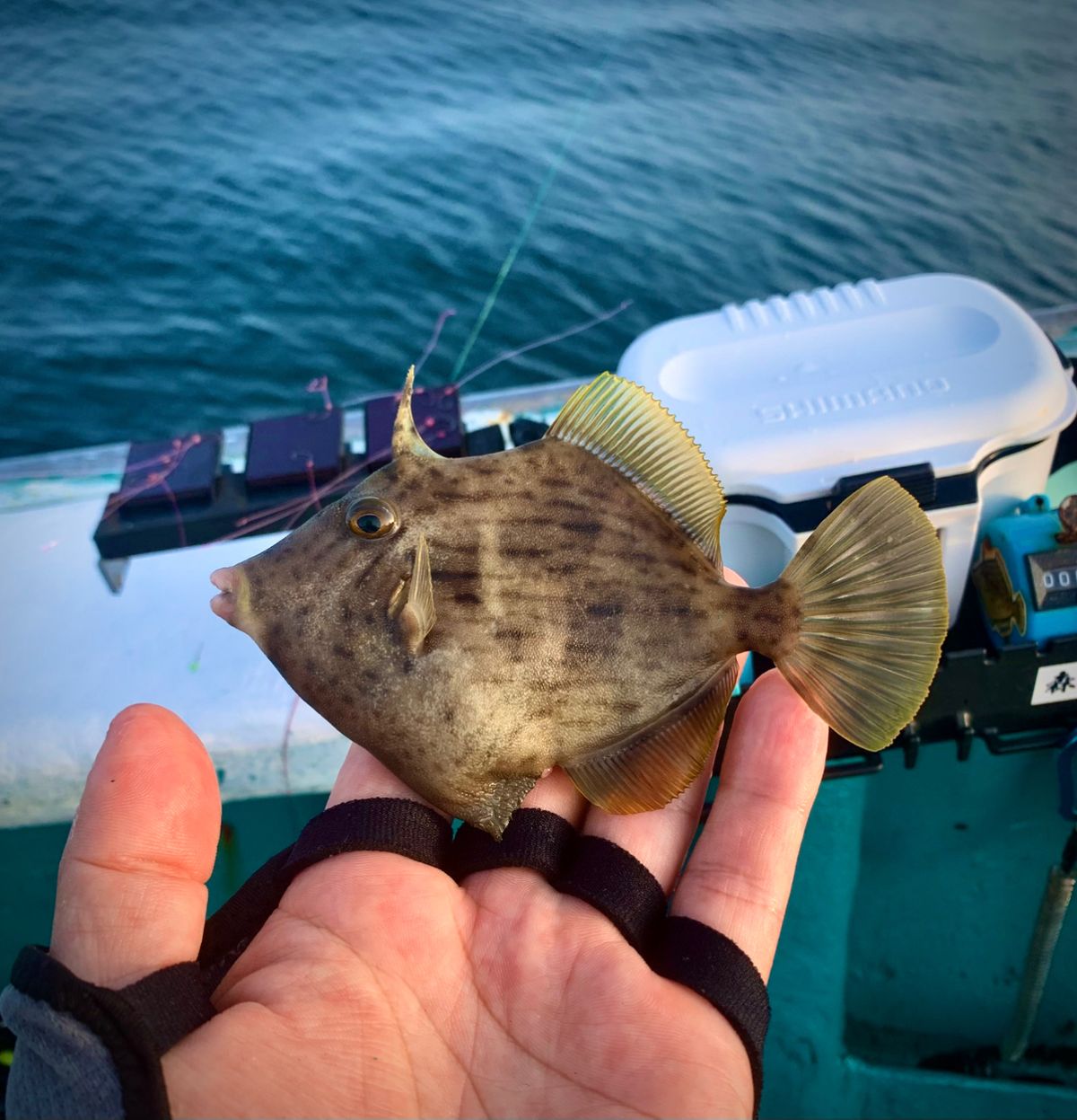 和歌山のもりもっちゃんさんの釣果 2枚目の画像
