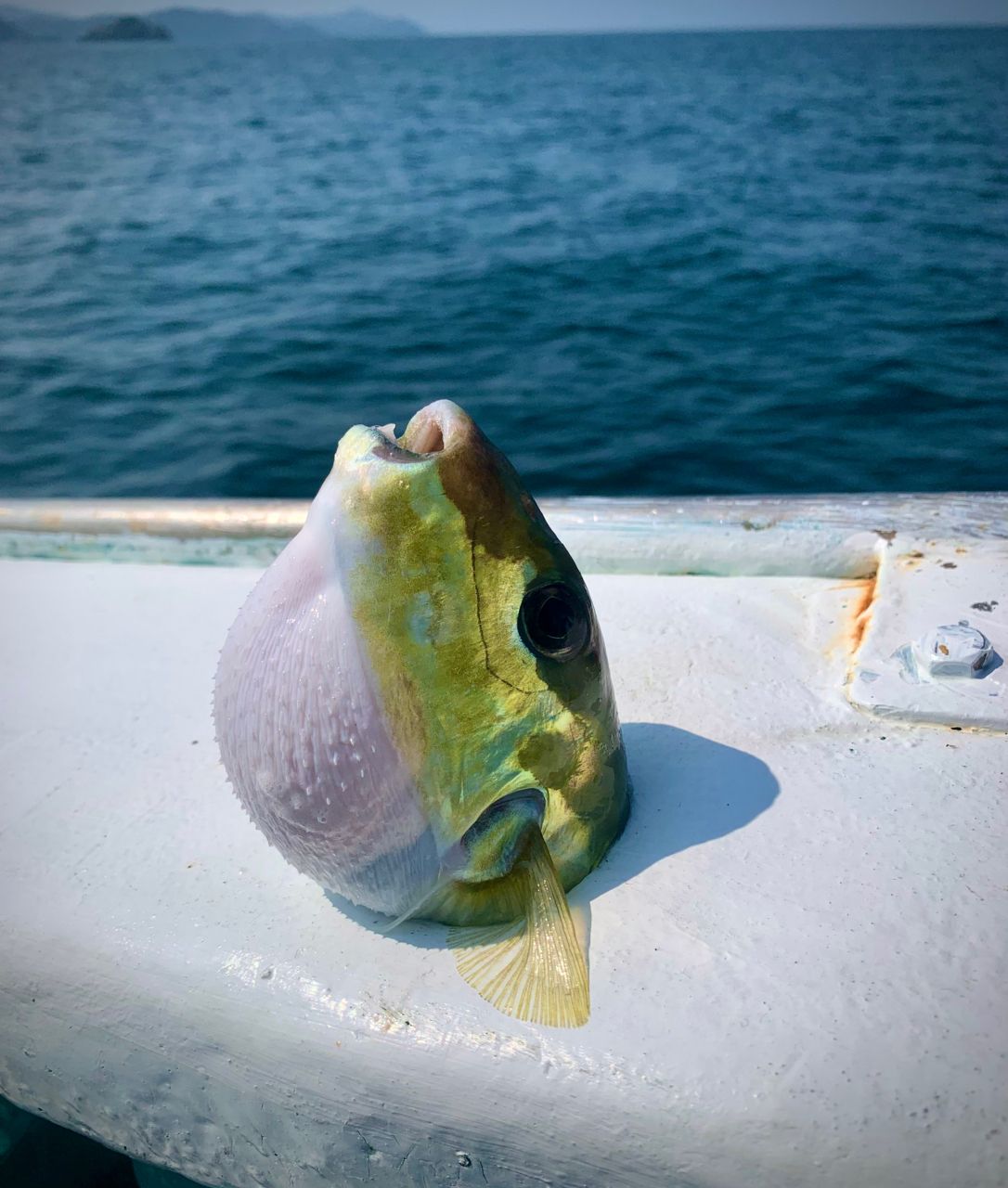 和歌山のもりもっちゃんさんの釣果 3枚目の画像