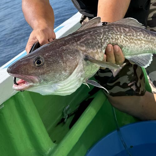 マダラの釣果