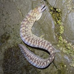 ウツボ