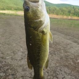 ブラックバス