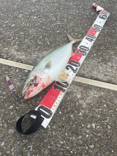 フクラギの釣果