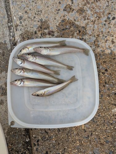 キスの釣果