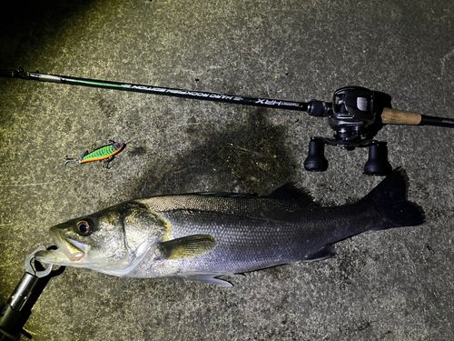 マルスズキの釣果