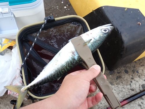 サバの釣果