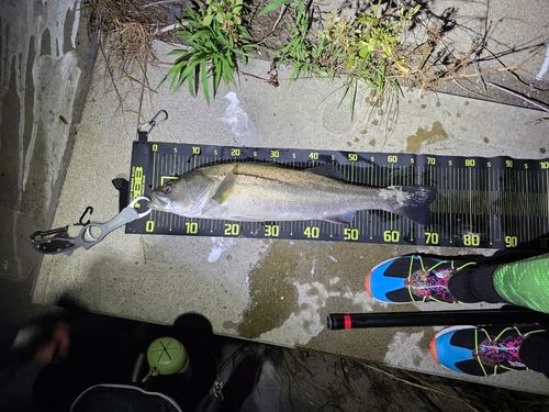 シーバスの釣果