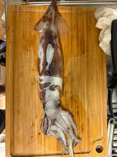 スルメイカの釣果