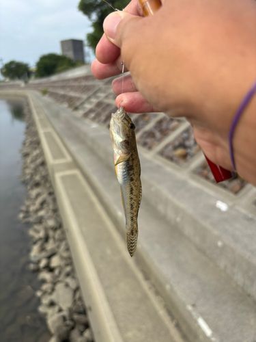 マハゼの釣果