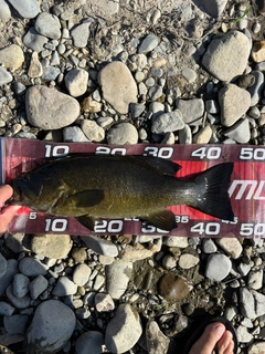 スモールマウスバスの釣果