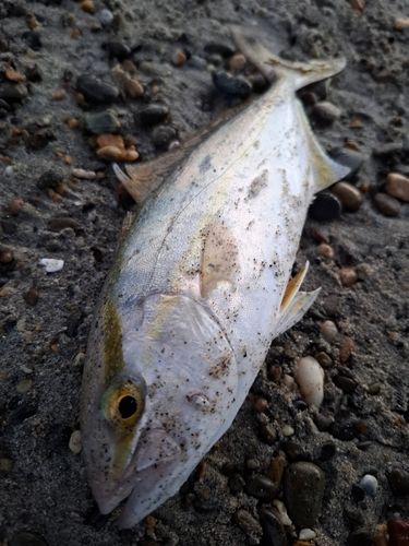 ショゴの釣果