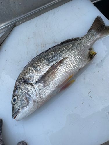 キビレの釣果
