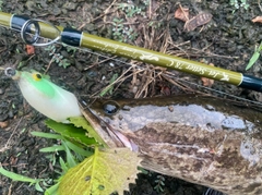 ライギョの釣果