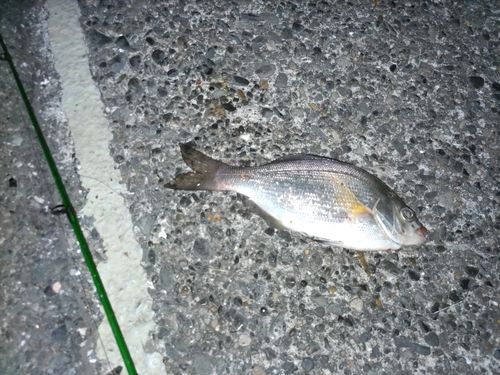 ウミタナゴの釣果