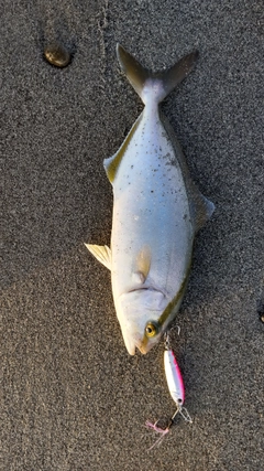 ショゴの釣果