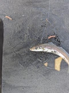 シロギスの釣果