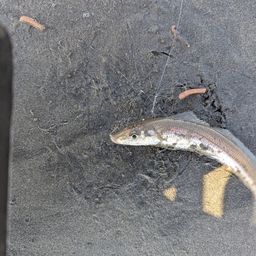 シロギス