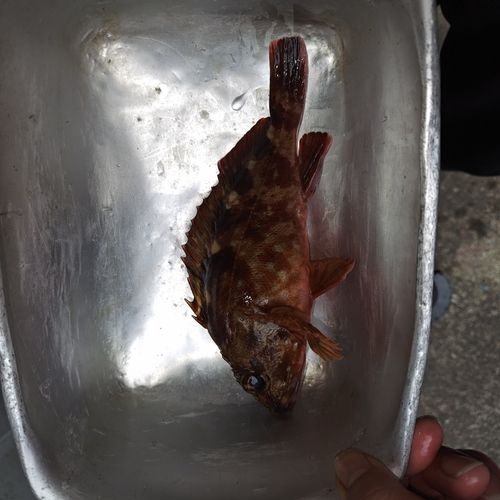 カサゴの釣果