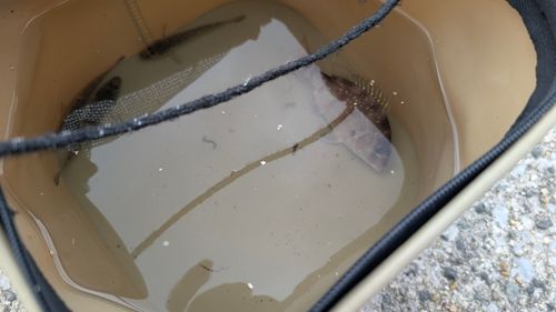 ハゼの釣果