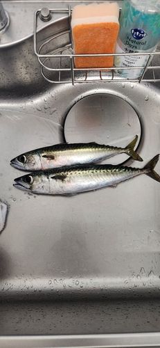 サバの釣果