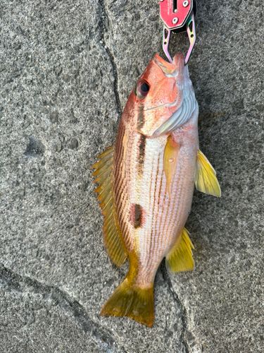 クロホシフエダイの釣果