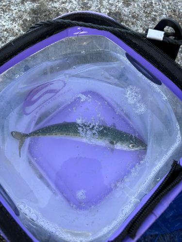 サバの釣果