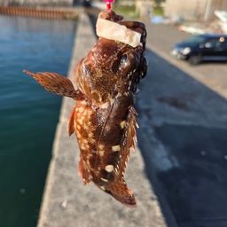 カサゴ