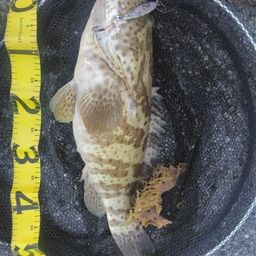 チャイロマルハタ