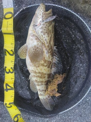 チャイロマルハタの釣果