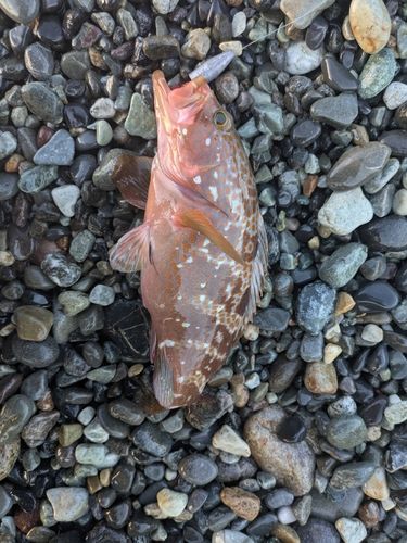 キジハタの釣果
